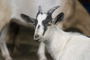 Read more about the article Pygmy Goat Horns