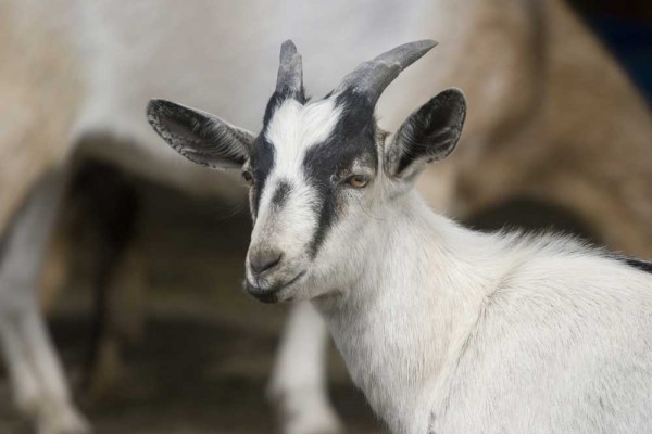 You are currently viewing Pygmy Goat Horns