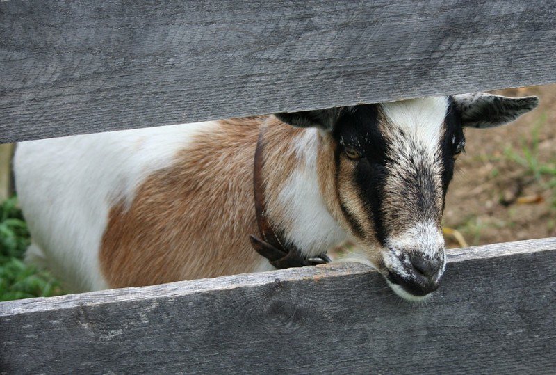 You are currently viewing Boer Goats