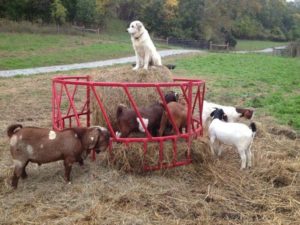 Read more about the article How To Breed Boer Goats