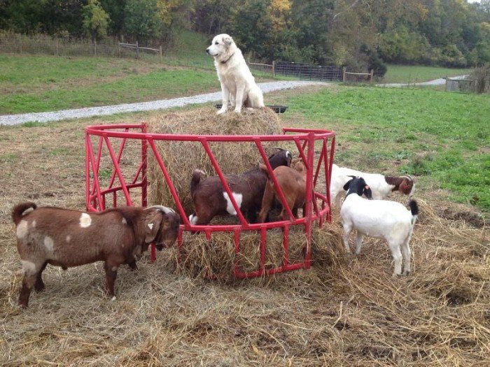 You are currently viewing How To Breed Boer Goats