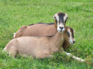 Read more about the article Lamancha Goats