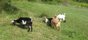 Read more about the article Nigerian Dwarf Goats