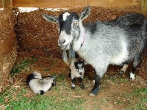 Read more about the article Nigerian Pygmy Goats