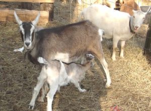 Read more about the article Caring For Lamancha Goats