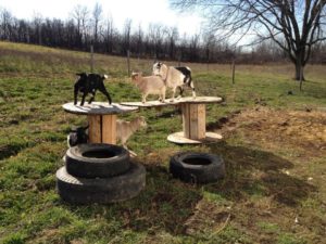 How tall should a pygmy goat fence be