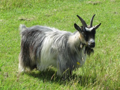 You are currently viewing How Big Pygmy Goat Get