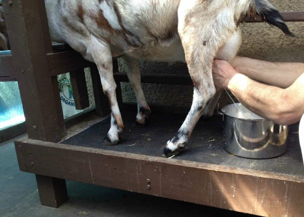 You are currently viewing Can You Milk Pygmy Goats