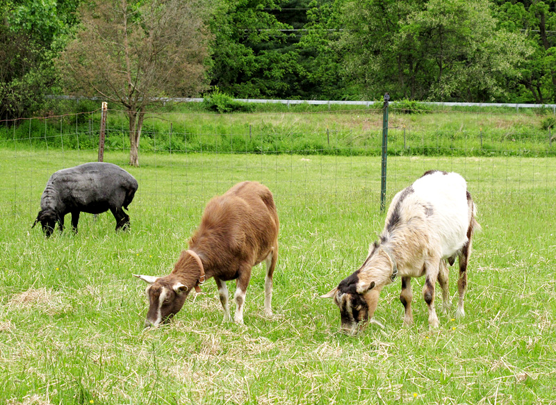 You are currently viewing Female Pygmy Goat Care