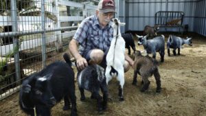 Read more about the article Pygmy Goats For Sale