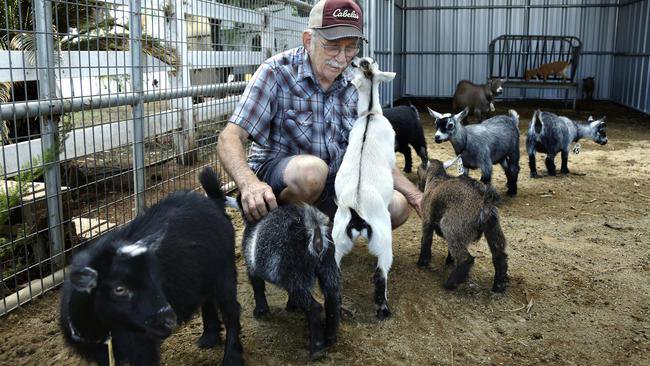 You are currently viewing Pygmy Goats For Sale