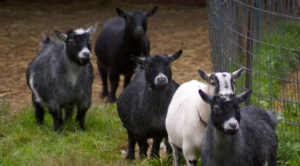 Read more about the article Raising Pygmy Goats