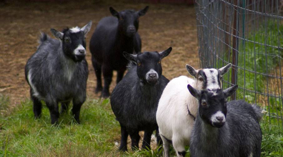 You are currently viewing Raising Pygmy Goats