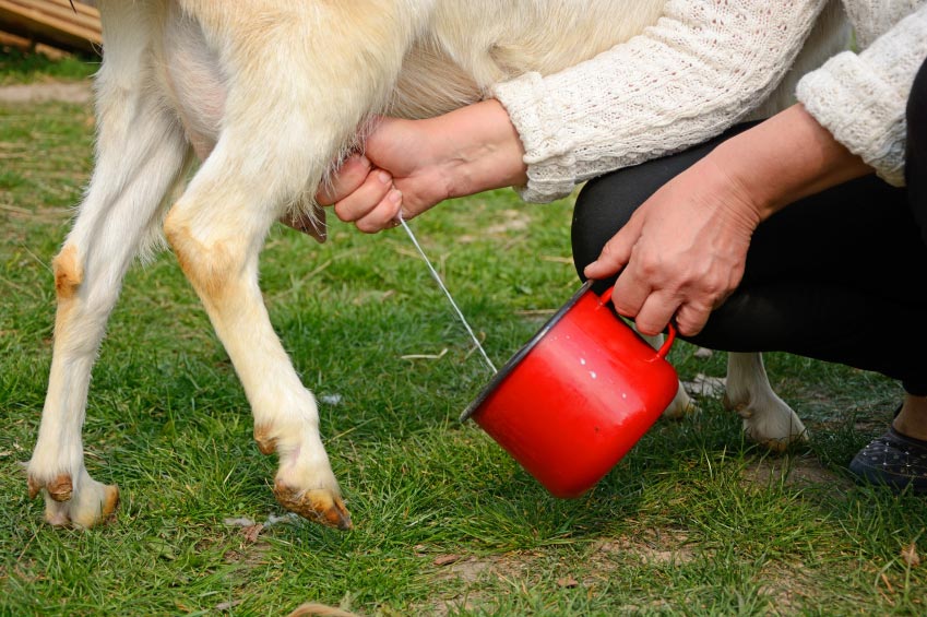 You are currently viewing How To Milk Pygmy Goats