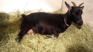 Read more about the article How Long Are Pygmy Goats Pregnant