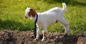 Read more about the article Pygmy Goats Full Grown Size: What Is The Average Pygmy Goats Full Grown Size