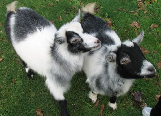 You are currently viewing Do Pygmy Goats Make Good Pets