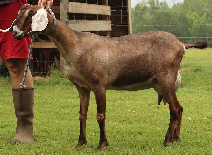 You are currently viewing How To Raise Nubian Goats