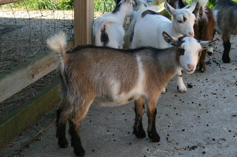 You are currently viewing How to Breed Pygmy Goats