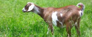 Read more about the article Nubian Goats