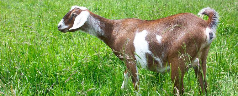 You are currently viewing Nubian Goats