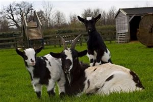 Read more about the article What To Feed Pygmy Goats