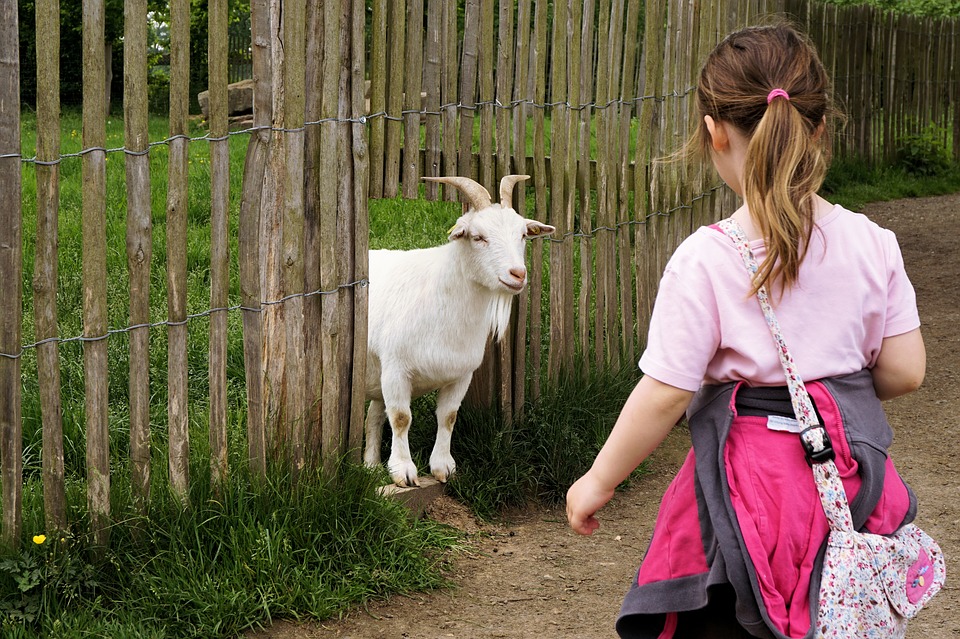 You are currently viewing How tall should a pygmy goat fence be