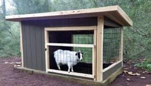 Read more about the article What Size Should a Pygmy Goat House Be? Housing Guide