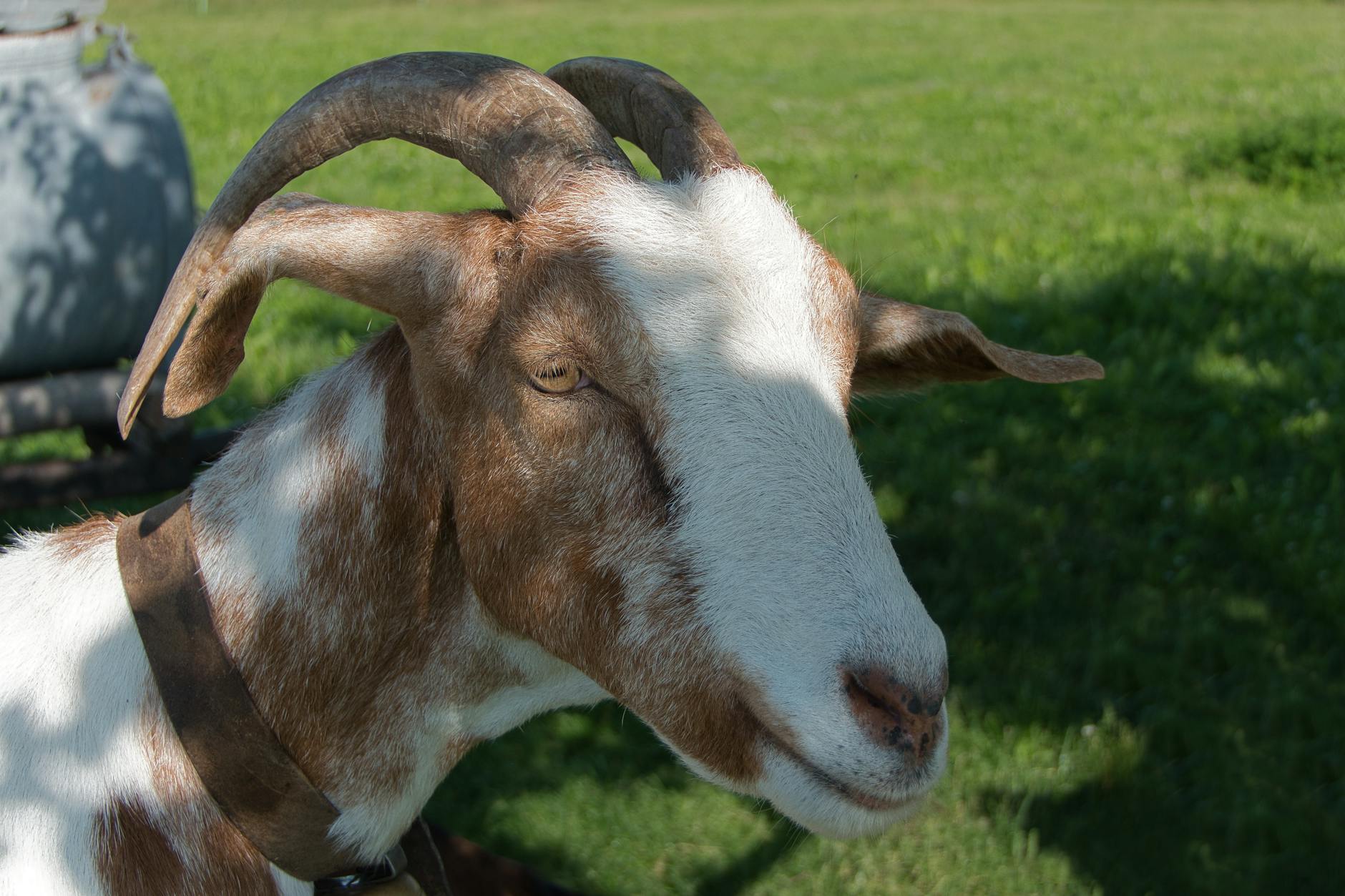 goat and grass