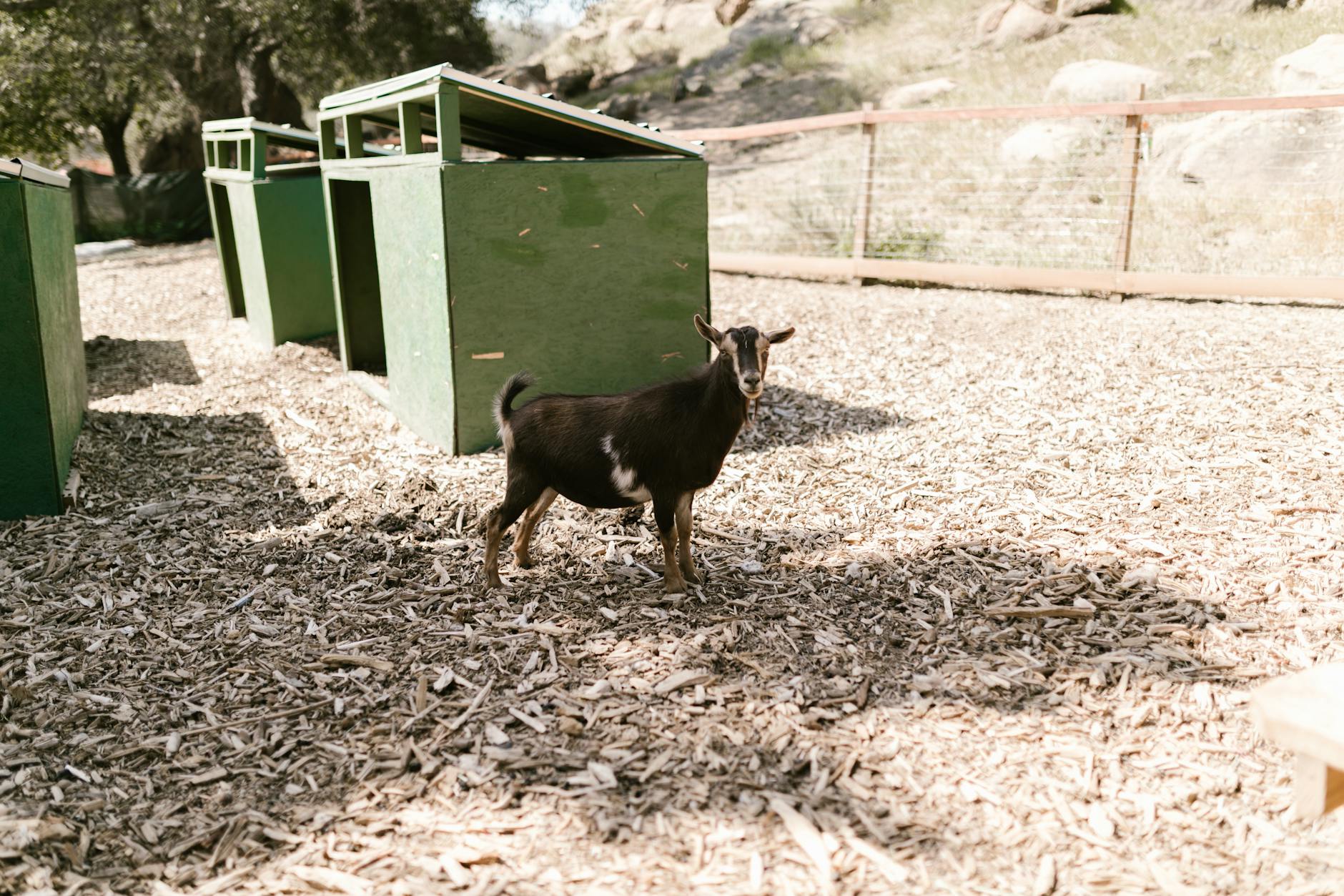 Simple and Affordable Goat Shelter Ideas