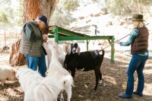 Read more about the article Simple and Affordable Goat Shelter Ideas: A Comprehensive Guide