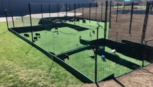 Read more about the article Should I Include a Play Area in the Pygmy Goat House?